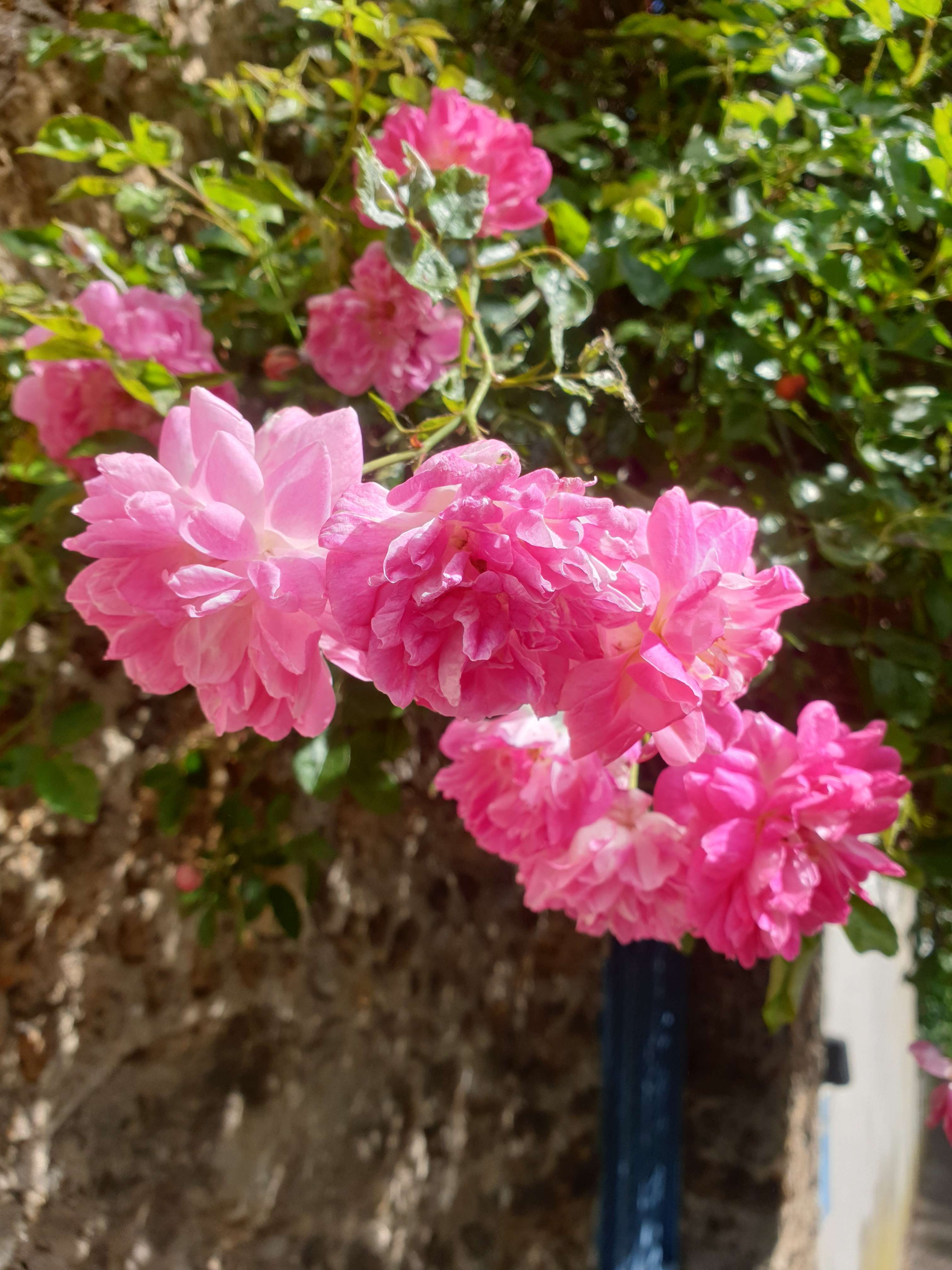 A group of five pink flowers which I assume are roses, bathed by sunlight